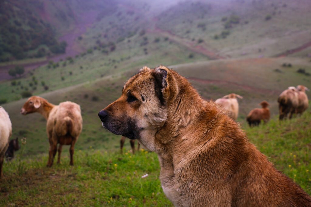 Kangal: O Gigante Protetor das Famílias e Rebanhos
