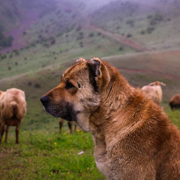 Kangal: O Gigante Protetor das Famílias e Rebanhos
